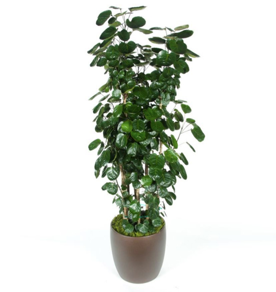 Aralia Fabian Plant