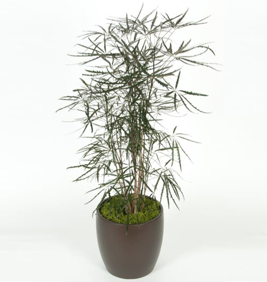 Aralia False Plant