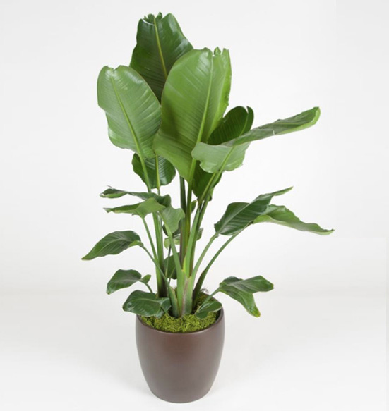 Bird of Paradise Plant