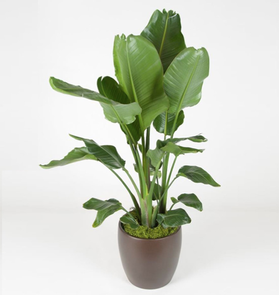 Bird of Paradise Plant