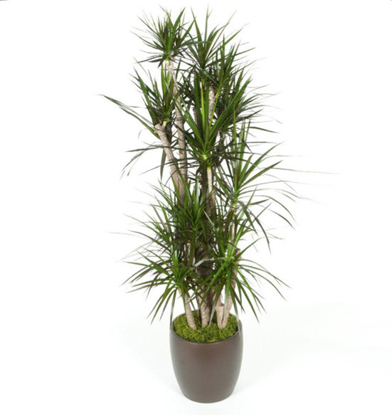 Dracaena Marginata Magenta Stomp Plant.