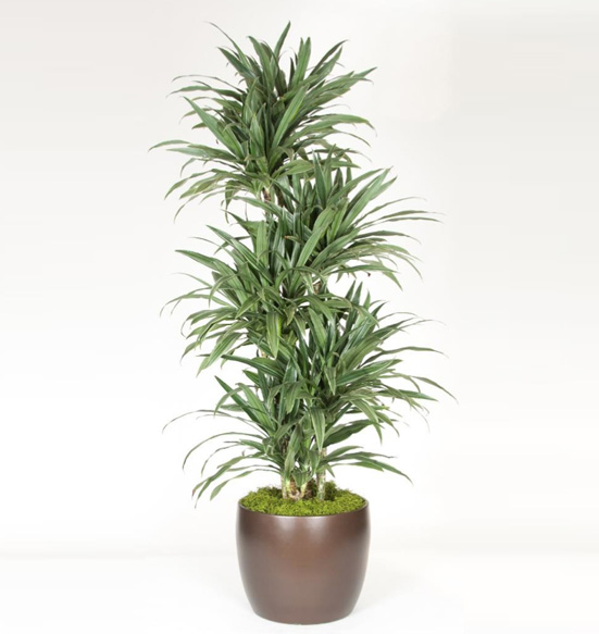 Dracaena Warneckii Plant.
