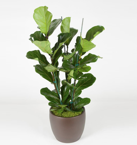 Ficus Lyrata Column ten foot Plant