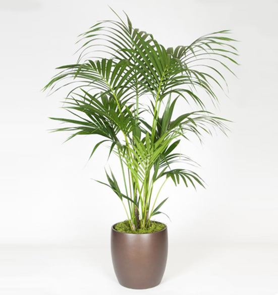 Kentia Palm 10 Foot.