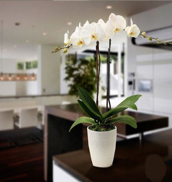 Orchids