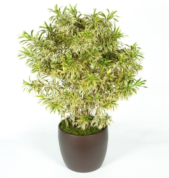 Pleomele Song of India 10 Foot Plant.