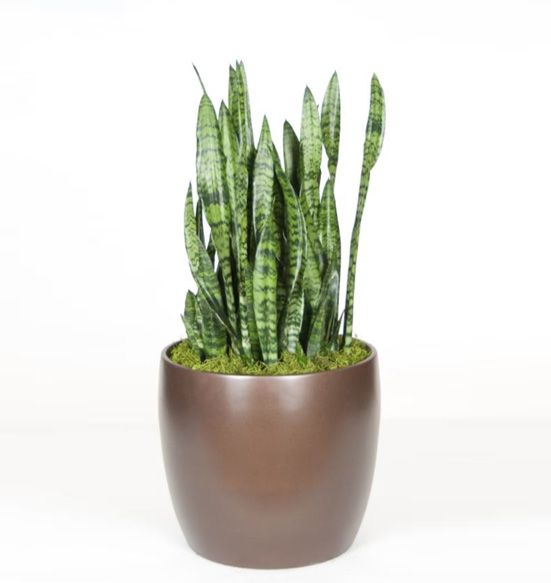 Sansevieria Zeylanica 10 Foot Plant.
