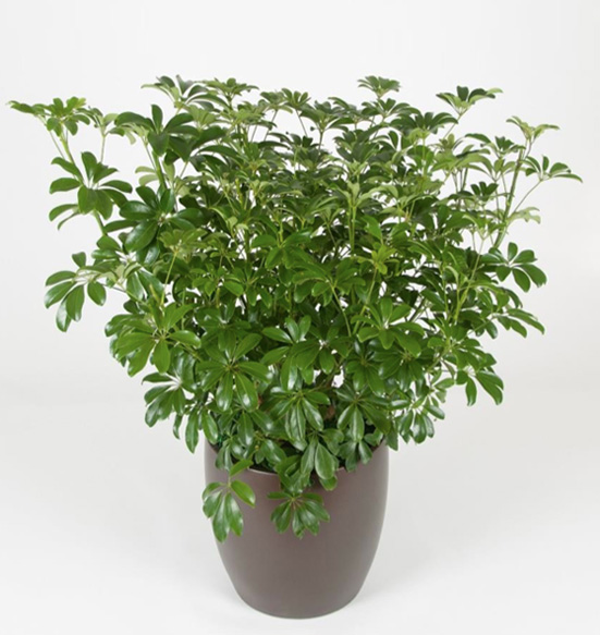 Schefflera Aboricola Bush Green Plant.