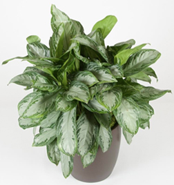 Office Plants