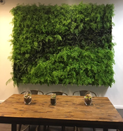 Living Wall Plant Display